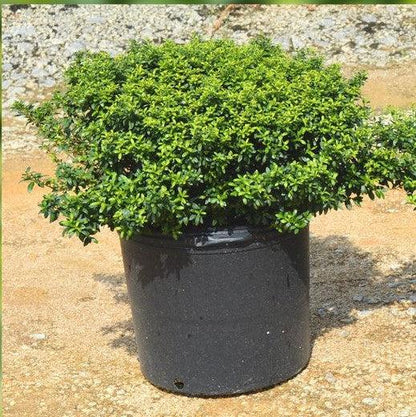 Ilex crenata 'Soft-Touch'  - Soft Touch Japanese Holly