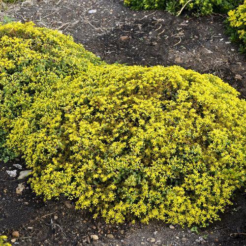 Sedum 'Yellow Brick Road’  - Rock 'N Low™ Yellow Brick Road Stonecrop