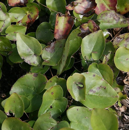 Epimedium versicolor 'Sulphureum'  - Sulphureum Bishop's Hat