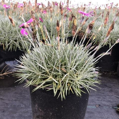 Dianthus gratianopolitanus 'Firewitch'  - Firewitch Dianthus, Cheddar Pink