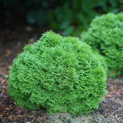 Thuja occidentalis 'SMNTOBAB'  - Tater Tot® Arborvitae