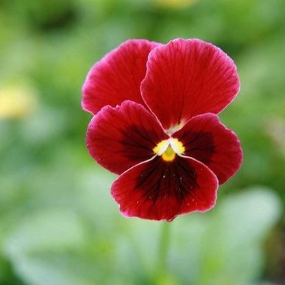 Viola cornuta 'Penny Red Blotch'  - Penny™ Red Blotch Viola