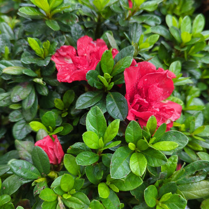 Rhododendron ‘Roblez’  - Encore® Autumn Fire™ Azalea