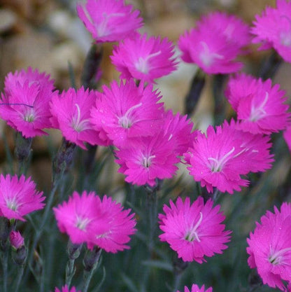 Dianthus gratianopolitanus 'Firewitch'  - Firewitch Dianthus, Cheddar Pink
