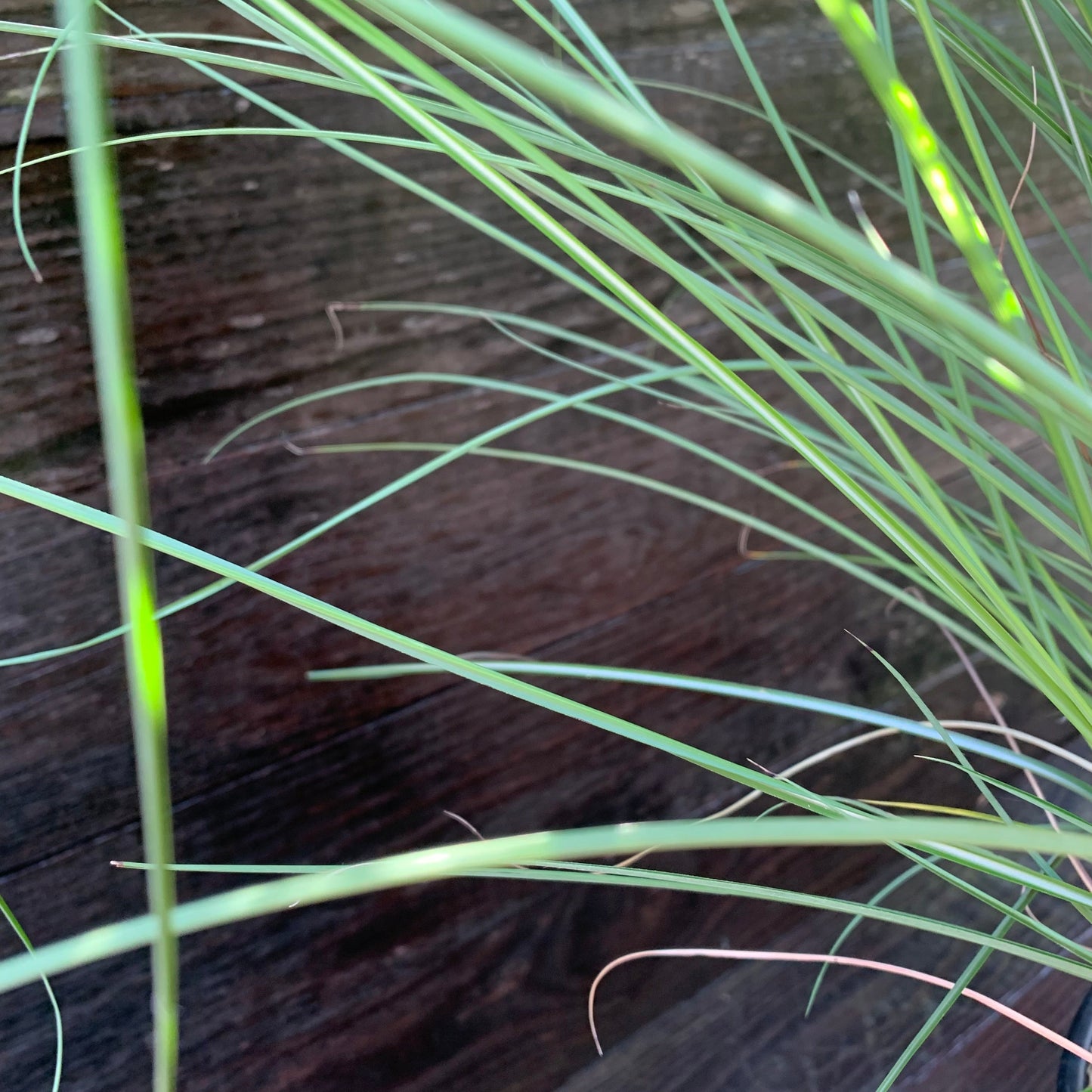 Miscanthus sinensis 'Gracillimus'  - Maiden Grass