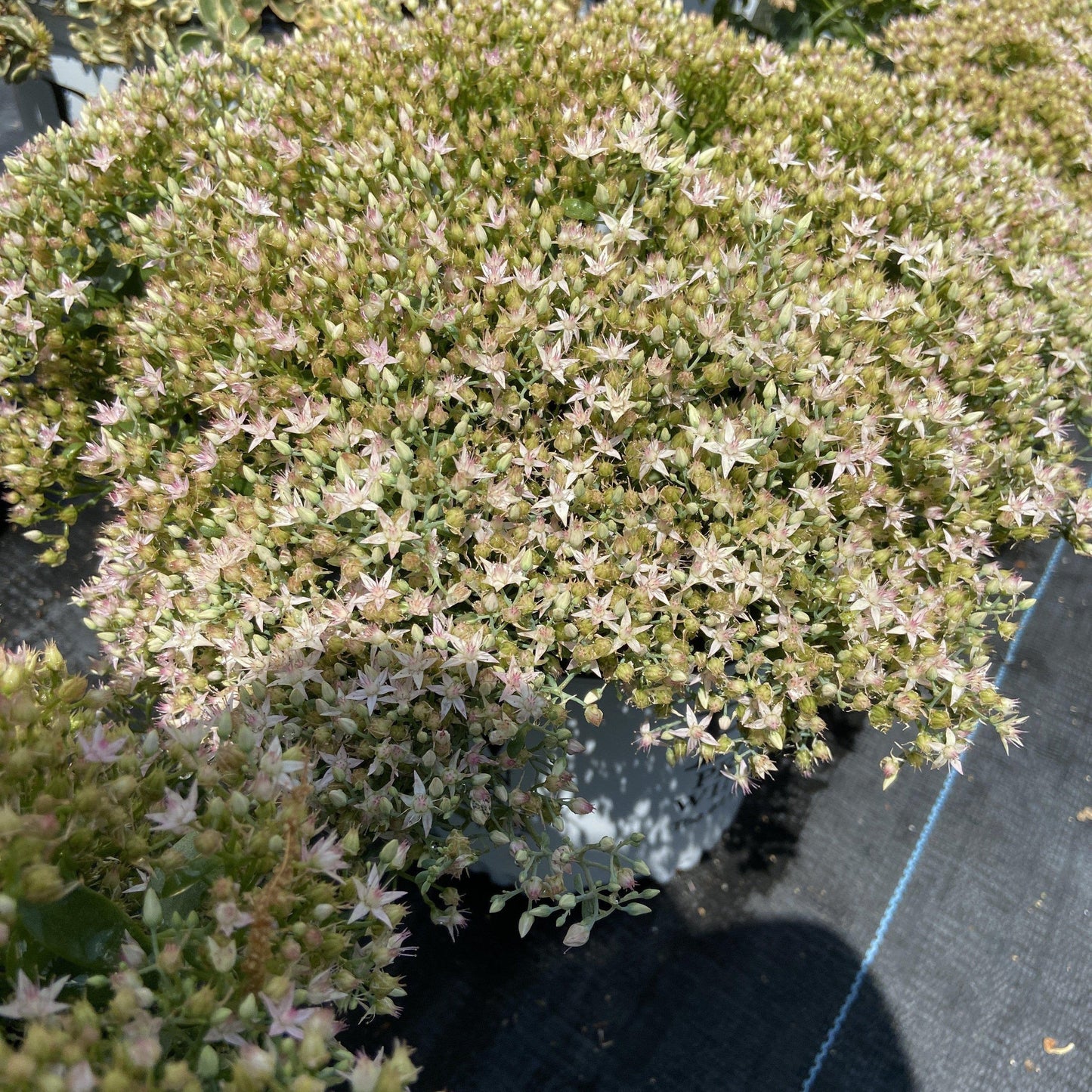 Sedum ‘Pure Joy’  - Rock 'N Round™ Pure Joy Stonecrop