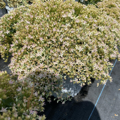 Sedum ‘Pure Joy’  - Rock 'N Round™ Pure Joy Stonecrop