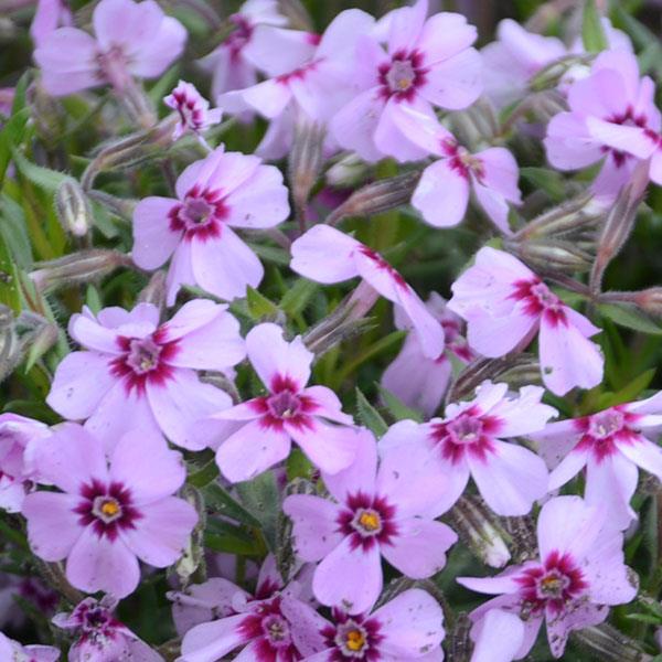 Phlox subulata 'Eye Candy'  - Eye Candy Creeping Phlox