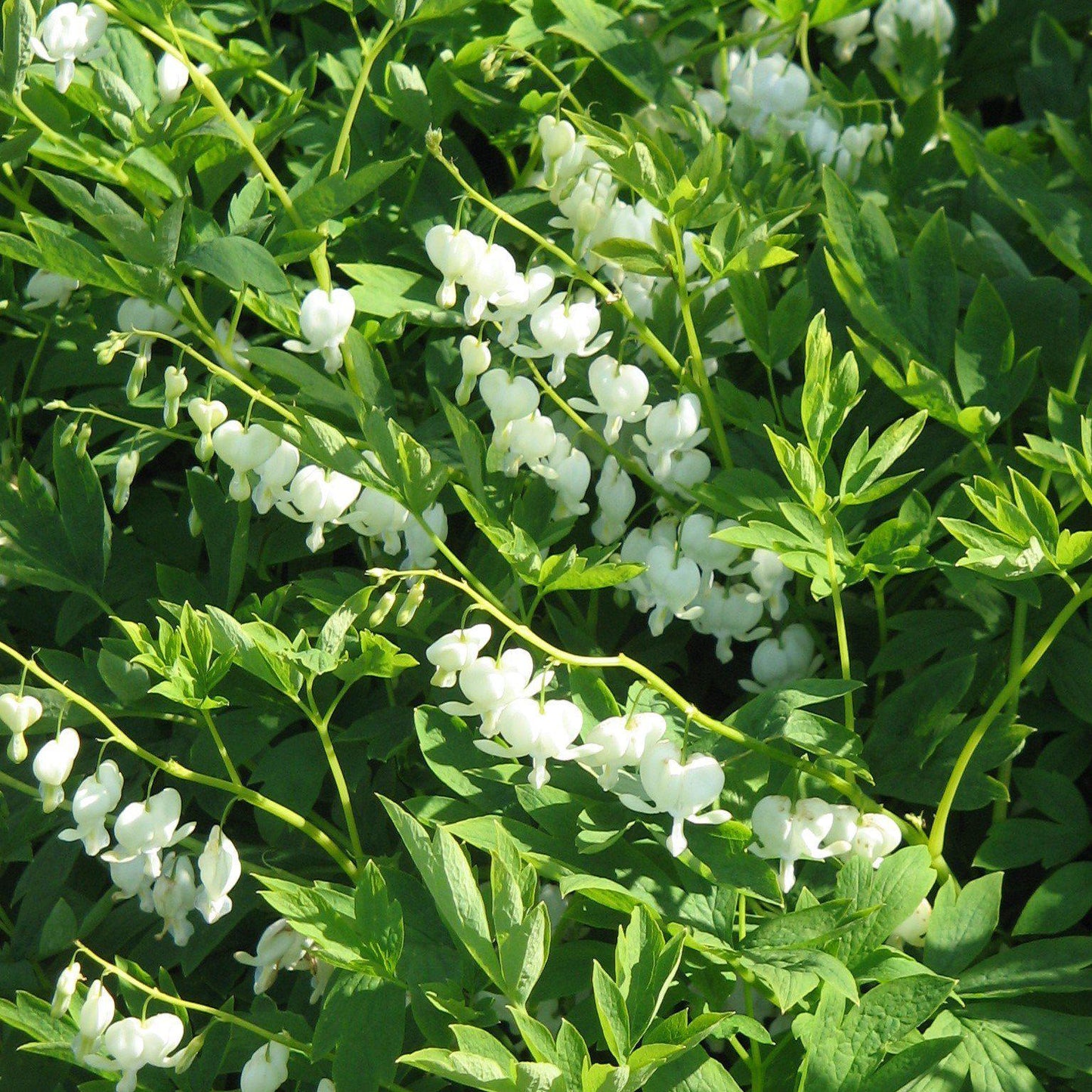 Dicentra spectablis 'Alba'  - White Bleeding Heart