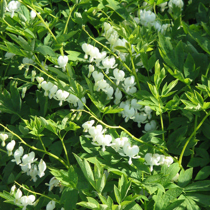 Dicentra spectablis 'Alba'  - White Bleeding Heart