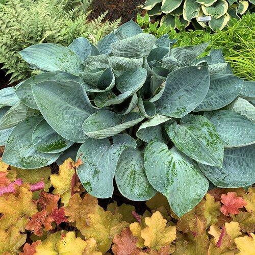 Hosta 'Above The Clouds' PP34,341  - PW® Shadowland® Above The Clouds Hosta