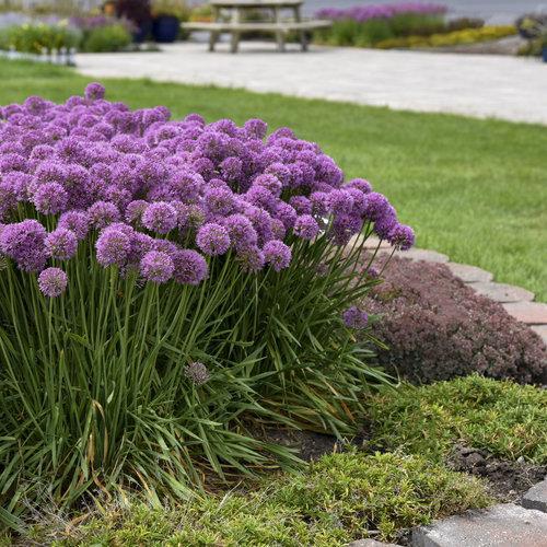 Allium ‘Serendipity’  - Serendipity Ornamental Onion