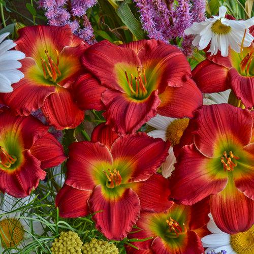 Hemerocallis 'Red Hot Returns'  - Red Hot Returns Daylily