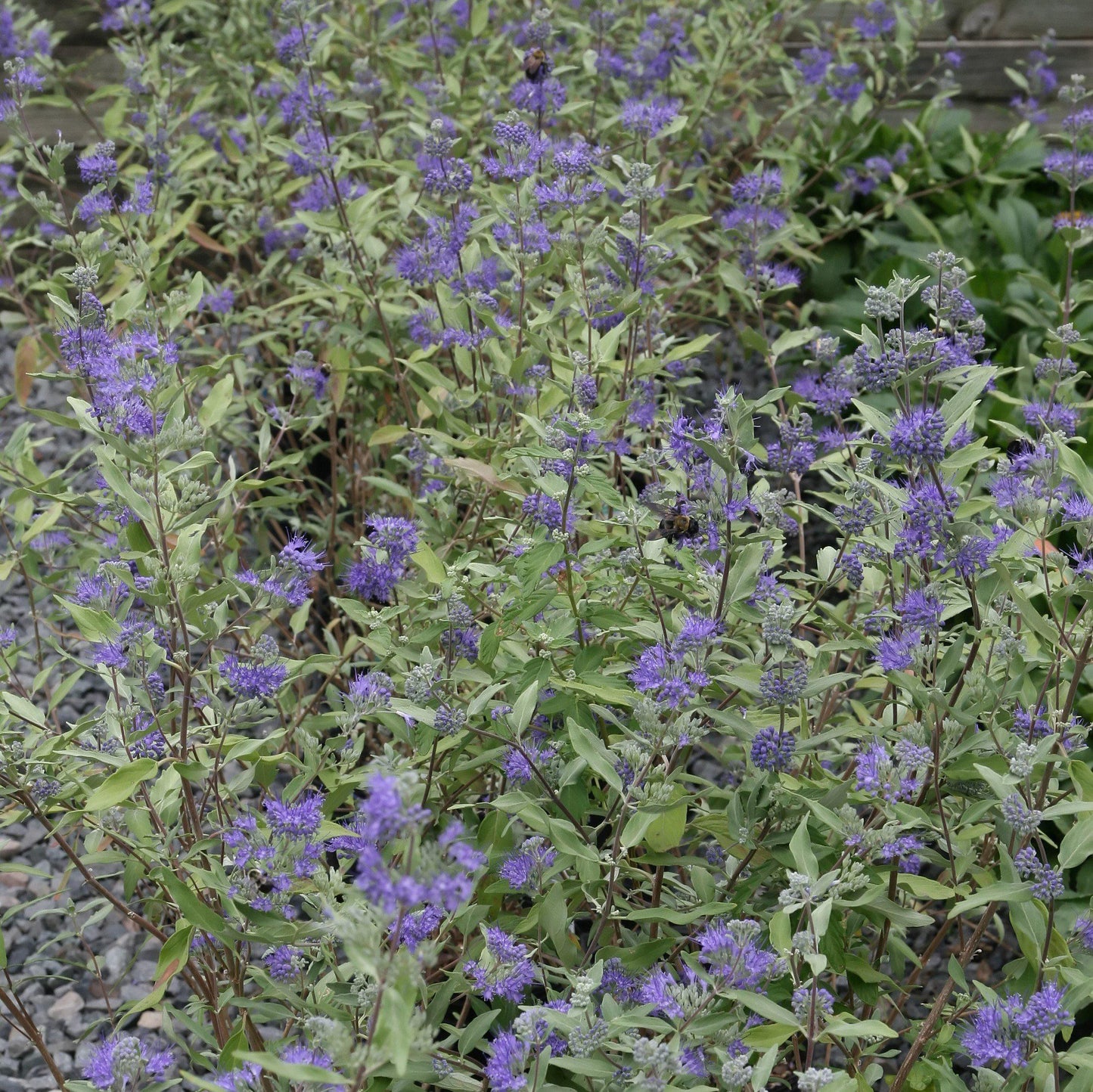 Caryopteris × clandonensis 'Dark Knight'  - Dark Knight Bluebeard