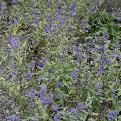 Caryopteris × clandonensis 'Dark Knight'  - Dark Knight Bluebeard