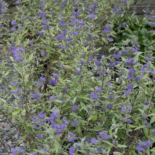 Caryopteris × clandonensis 'Dark Knight'  - Dark Knight Bluebeard