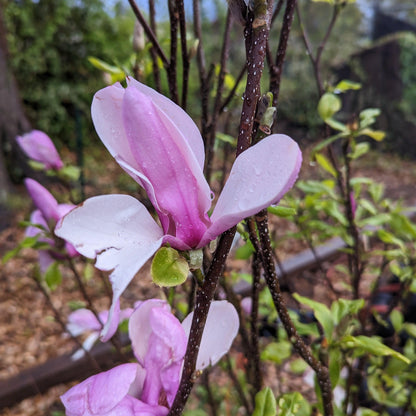 Magnolia x soulangiana 'Jane'  - Saucer 'Jane' Magnolia