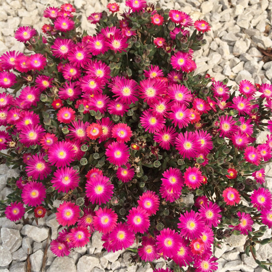 Delosperma cooperi 'DSAM13-1'  - Jewel of Desert® Amethyst Ice Plant