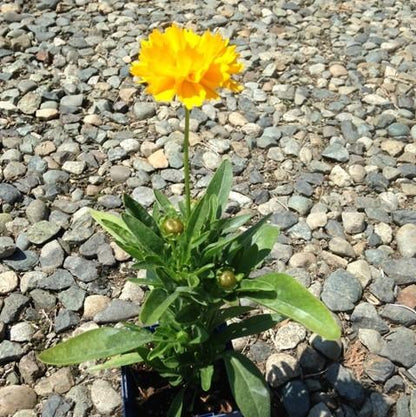 Coreopsis grandiflora 'Early Sunrise'  - Early Sunrise Giant Tickseed