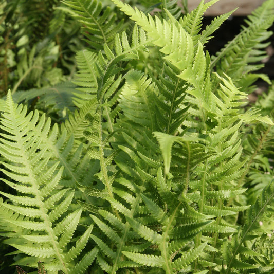 Thelypteris decursive-pinnata  - Japanese Beech Fern