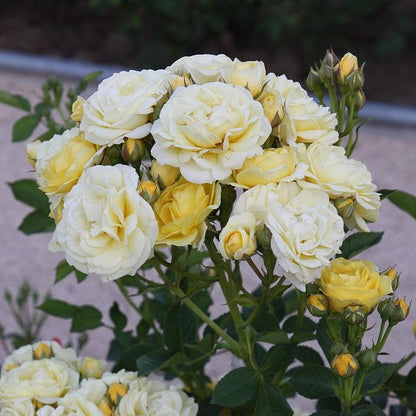 Rosa 'Novarospop' PP#24,773  - Popcorn Drift® Rose