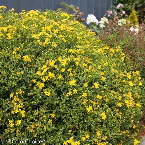 Hypericum kalmianum 'Deppe'  - Sunny Boulevard® St. John's Wort