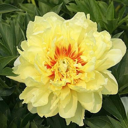 Paeonia 'Bartzella'  - Bartzella Itoh Peony