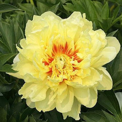 Paeonia 'Bartzella'  - Bartzella Itoh Peony
