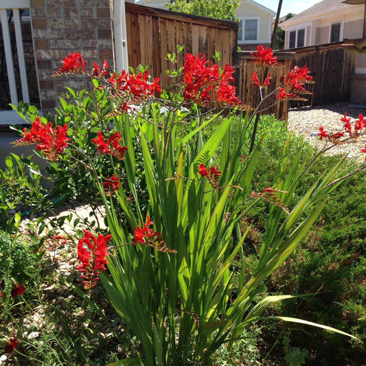 Crocosmia 'Lucifer'  - Lucifer Crocosmia