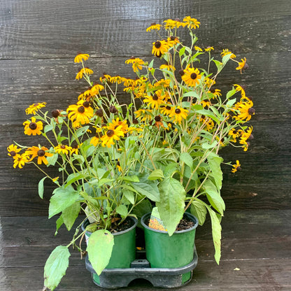 Rudbeckia fulgida 'Goldsturm'  - Black-Eyed Susan