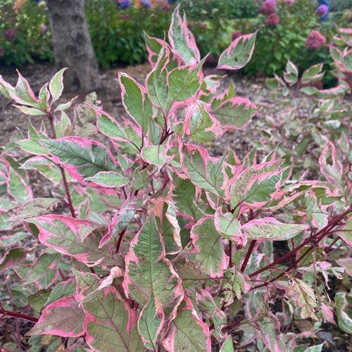 Cornus alba 'Verpaalen2' PP34,377  - Sgt. Pepper™ Dogwood