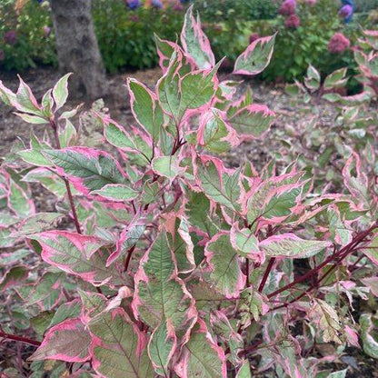 Cornus alba 'Verpaalen2' PP34,377  - Sgt. Pepper™ Dogwood
