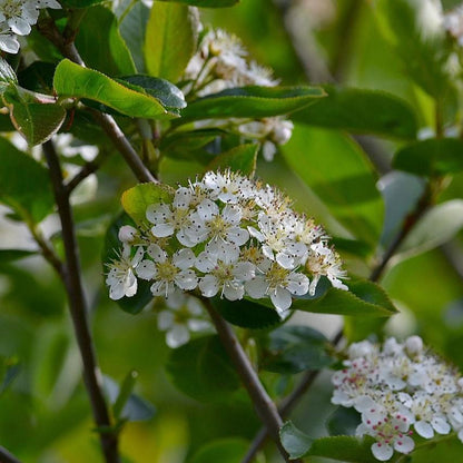 Aronia melanocarpa  - Black Chokeberry