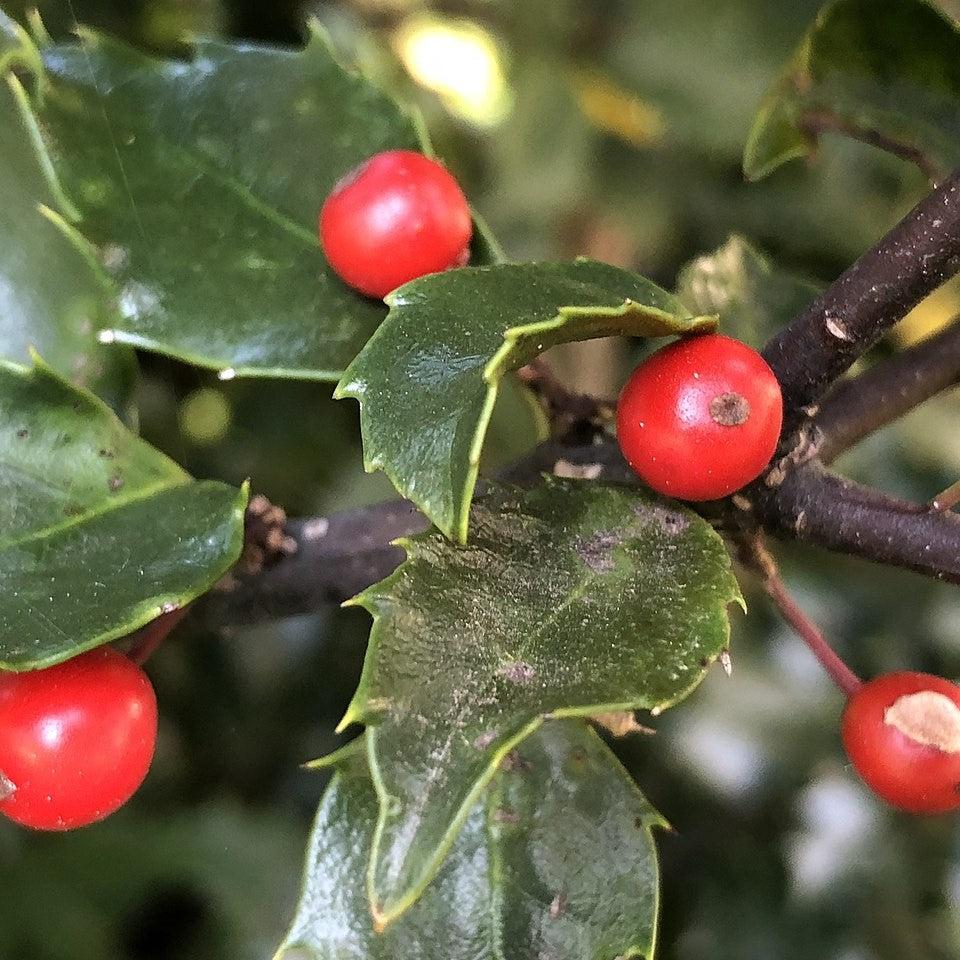 Ilex x meserveae 'Blue Maid'  - Blue Maid Holly