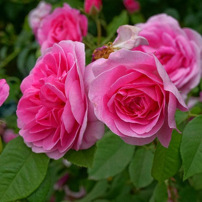Rosa 'AUSboard'  - Gertrude Jekyll® Rose