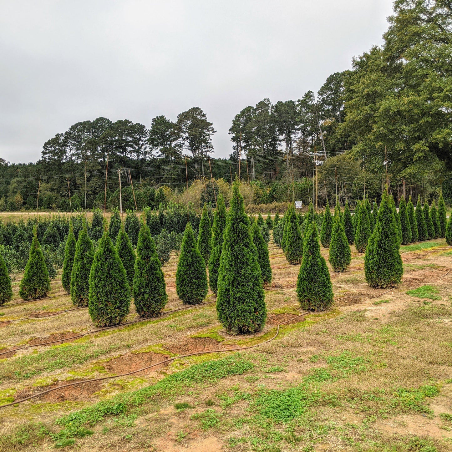 Thuja occidentalis 'Smaragd'  - Emerald Green Arborvitae