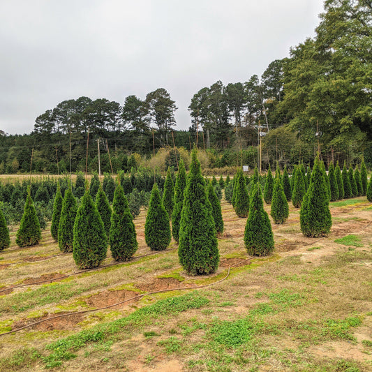 Thuja occidentalis 'Smaragd'  - Emerald Green Arborvitae