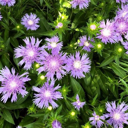 Stokesia laevis 'Peachie's Pick'  - Peachie's Pick Stoke's Aster
