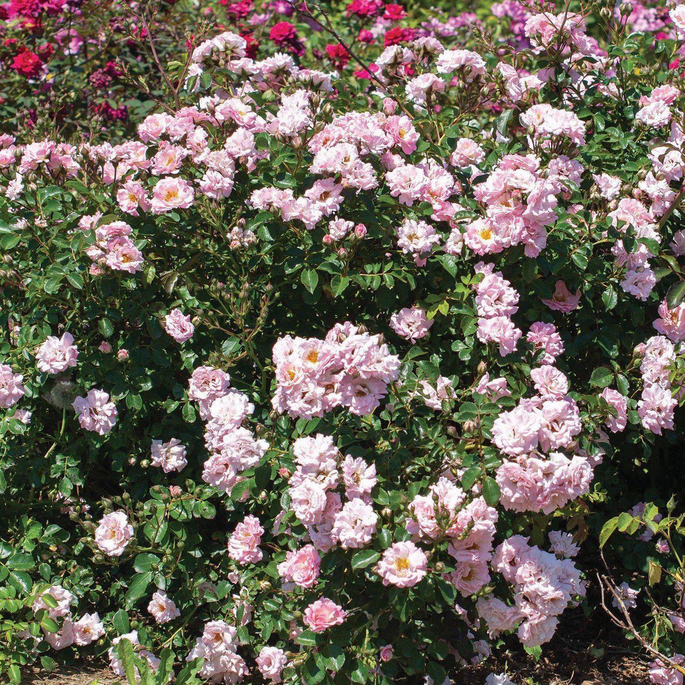Rosa 'Meifranjin' PP 33,507  - Blushing Drift® Rose