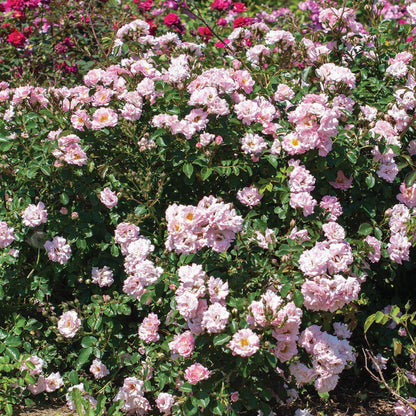 Rosa 'Meifranjin' PP 33,507  - Blushing Drift® Rose