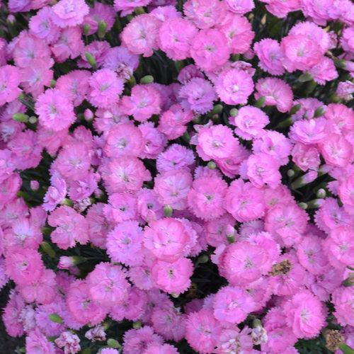 Dianthus 'Sweetie Pie'  - Fruit Punch® Sweetie Pie Dianthus
