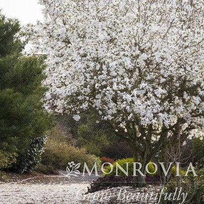 Magnolia stellata 'Royal Star'  - Royal Star Magnolia