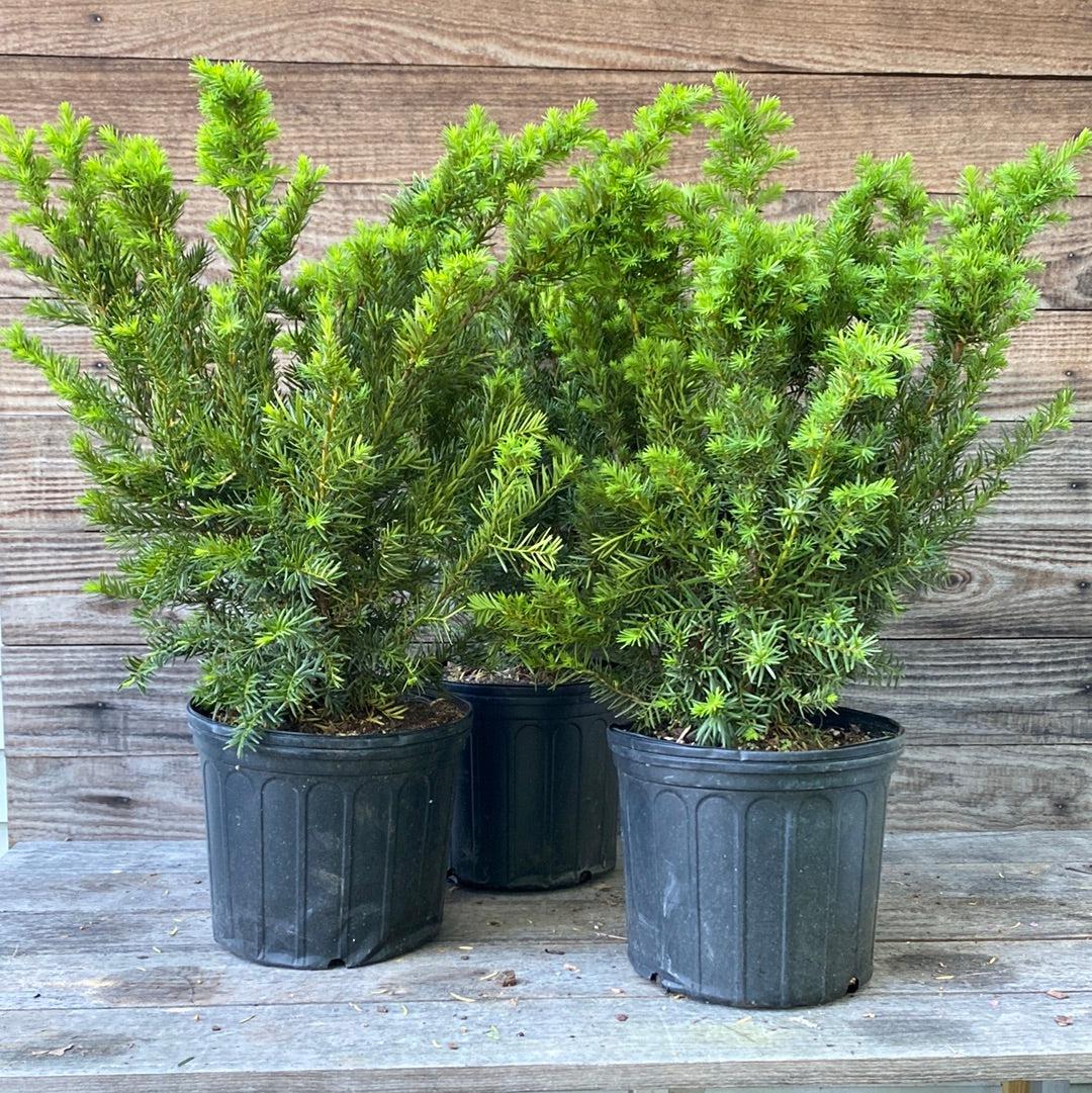 Taxus x media 'Densiformis'  - Dense Spreading Yew