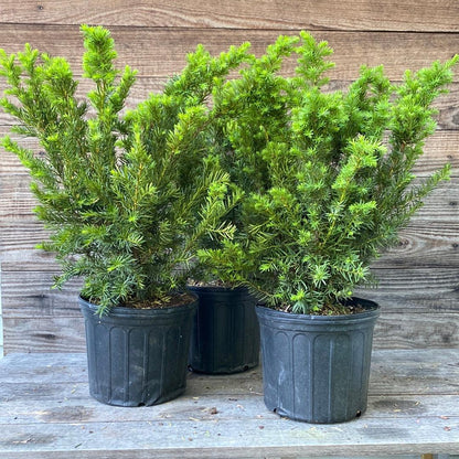 Taxus x media 'Densiformis'  - Dense Spreading Yew