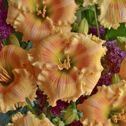 Hemerocallis 'Orange Smoothie'  - Rainbow Rhythm® Orange Smoothie Daylily