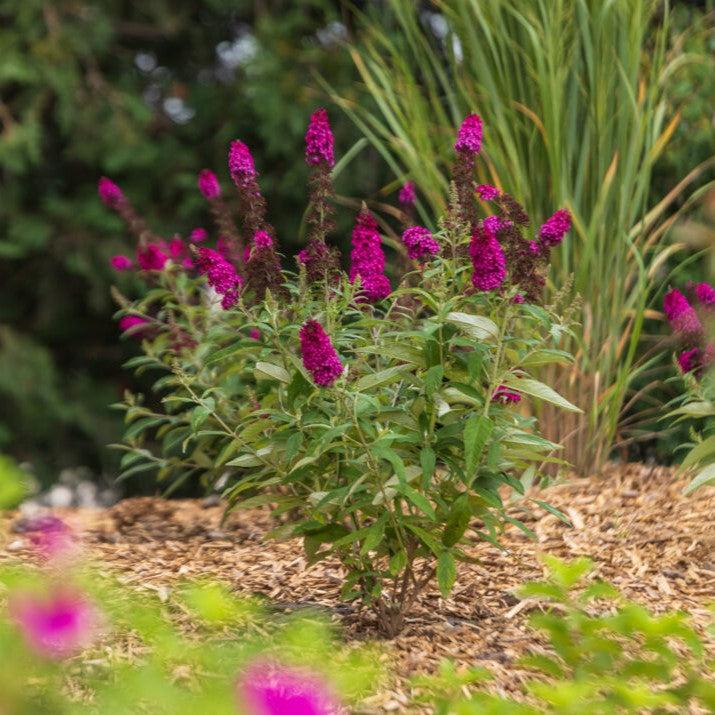 Buddleia davidii 'PIIBD-II' PP26,278  - First Editions® Funky Fuchsia™ Butterfly Bush