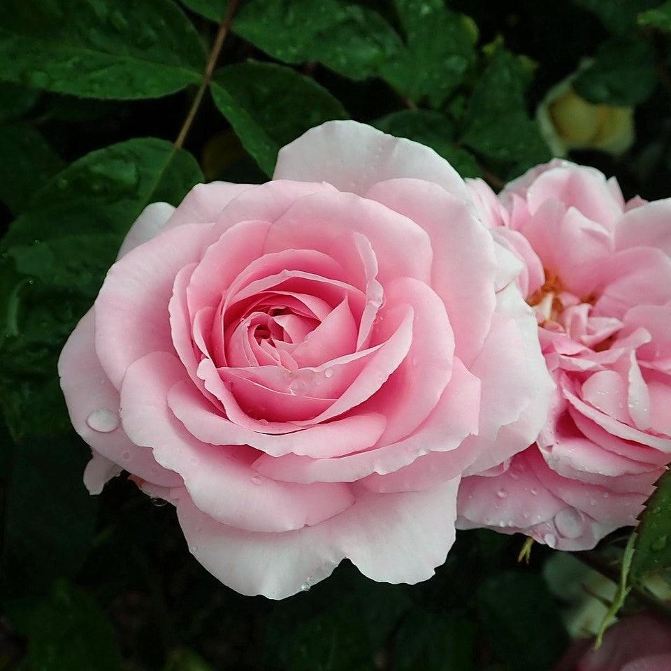 Rosa 'AUSboard'  - Gertrude Jekyll® Rose