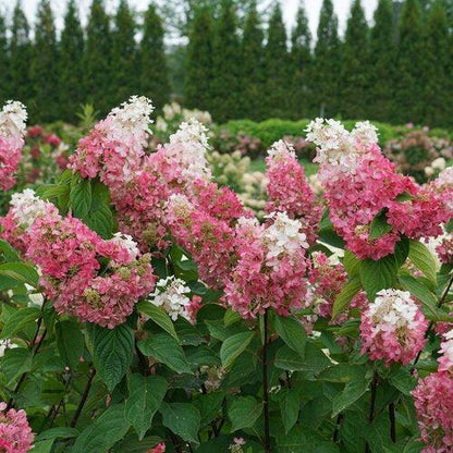Hydrangea paniculata 'ILVOHPPRM' PP35,334  - Pinky Winky Prime® Hydrangea