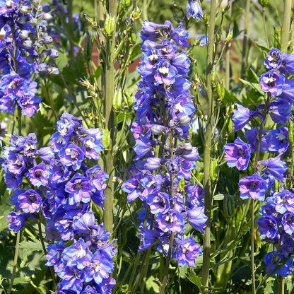 Delphinium elatum 'Guardian Blue'  - Guardian Blue Delphinium