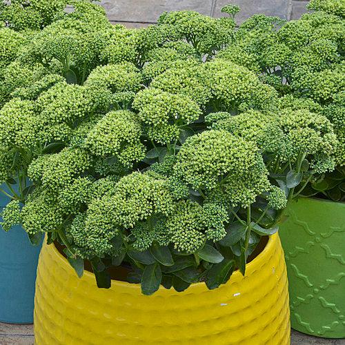 Sedum 'Lemonjade’  - Rock 'N Grow® Lemonjade Stonecrop